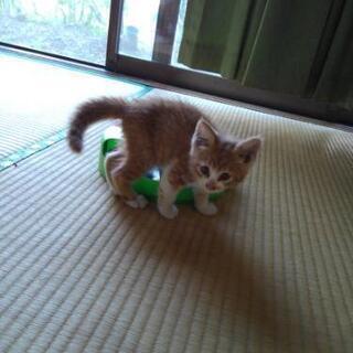 オスの子猫 
