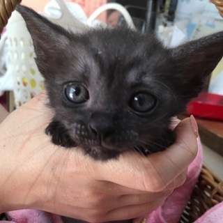 里親成立。ぴっころちゃん