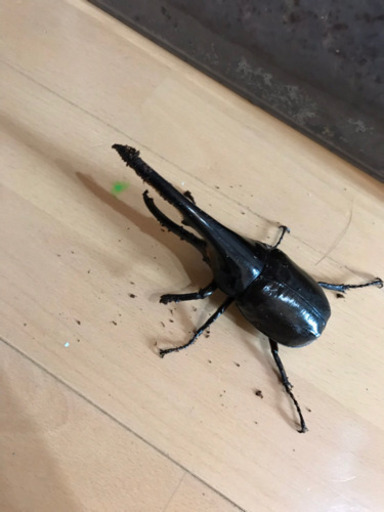 ヘラクレスオオカブト