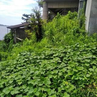 自宅の除草困ってます