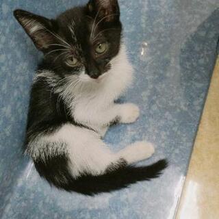 子猫ちゃんを広いました… - 豊田市