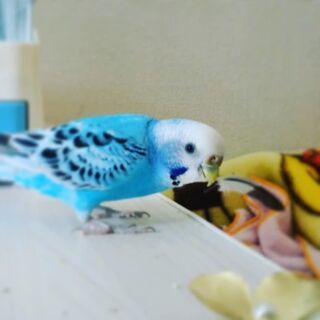 【セキセイインコ迷子】情報下さい