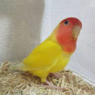 コザクラインコお探しの方いませんか？