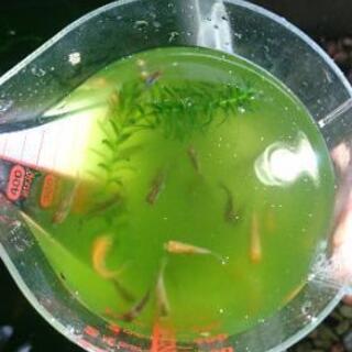 金魚の稚魚を格安でお譲りします。の画像