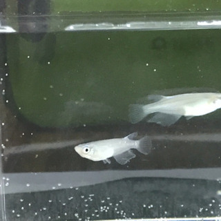 限定：メダカ/松井ヒレ長 青幹之めだか 針子5匹の画像