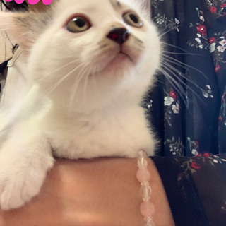 かわいい子猫の里親募集中