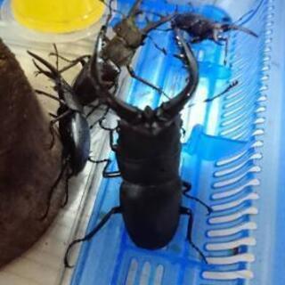 クワガタ、カブトムシ採取仲間募集