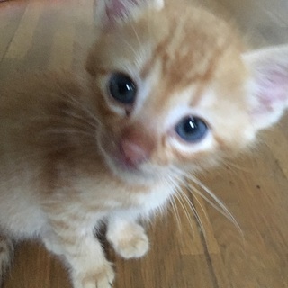 茶トラ子猫６匹兄弟！神戸市の画像