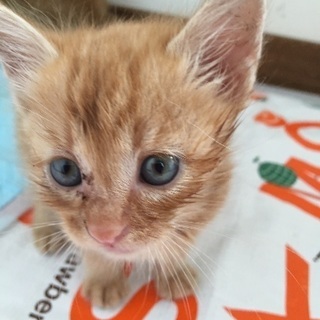 茶トラ子猫６匹兄弟！神戸市 - 神戸市
