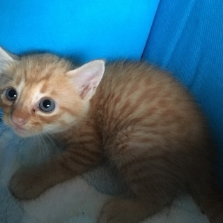 茶トラ子猫６匹兄弟！神戸市 - 猫