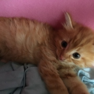 茶トラ子猫６匹兄弟！神戸市 − 兵庫県