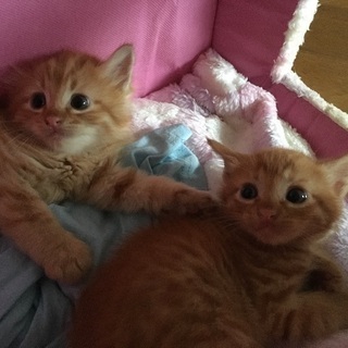茶トラ子猫６匹兄弟！神戸市 - 里親募集