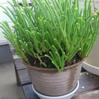クラッスラ　若緑　多肉植物