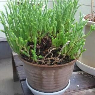 クラッスラ　若緑　多肉植物の画像