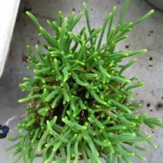 クラッスラ　若緑　多肉植物の画像