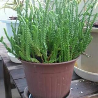 多肉植物(若緑)手渡し希望