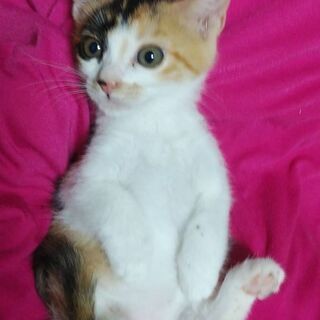 8月3日(土)の譲渡会に出します❤️ このはなさくやみけ 生後２...