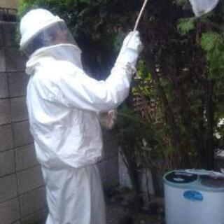 【蜂の巣駆除】 手のひらサイズ5000円～