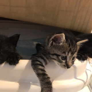 子猫★仲良し３きょうだい★とても可愛いです（黒猫の男の子のみとな...