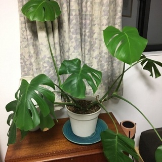 モンステラ  多分ですが