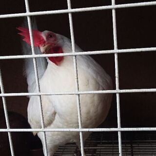 ニワトリ🐔