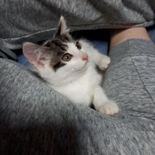 ボンネットから保護された、ボンちゃん - 猫