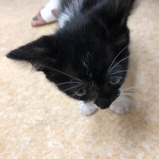 子猫ちゃんを広いました… − 愛知県