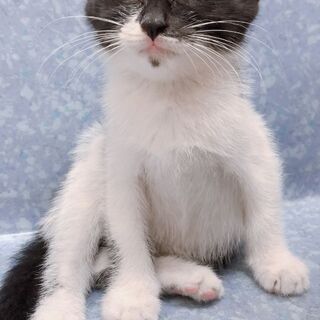 子猫ちゃんを広いました… - 里親募集