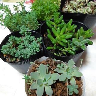 多肉植物　１鉢100円～250円　抜き苗またはポットごと