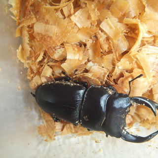 佐賀県産オオクワガタの成虫ペア：2021年6月羽化。の画像