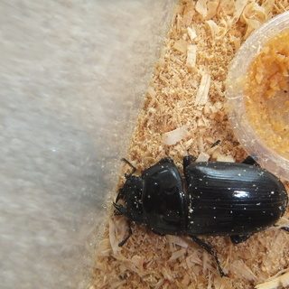 佐賀県産オオクワガタの成虫ペア：2021年6月羽化。の画像
