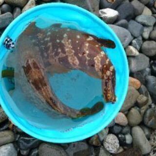 海釣り行きませんか？　フィッシング　長野　新潟　上越　糸魚川 − 長野県