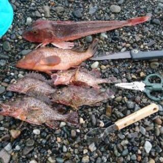 海釣り行きませんか？　フィッシング　長野　新潟　上越　糸魚川の画像