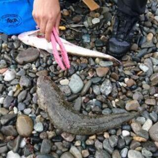 海釣り行きませんか？　フィッシング　長野　新潟　上越　糸魚川 - メンバー募集
