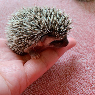 ハリネズミの赤ちゃんの画像