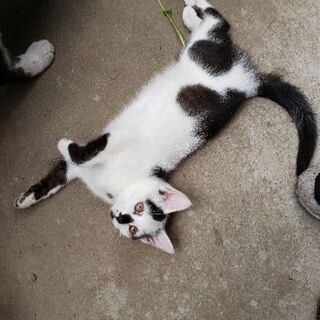 家族にしてください。 - 猫