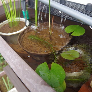 水草　アンペライ　一株300円の画像