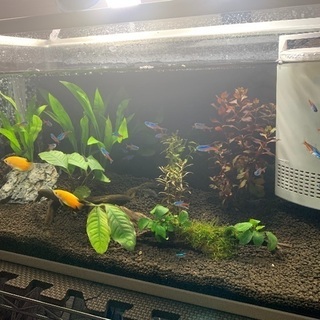 熱帯魚MIX