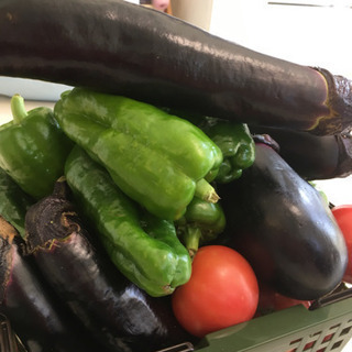 カゴ乗っけ放題！タイミングによって野菜の種類が変わります。の画像