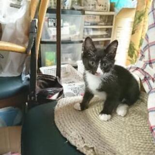 子猫の里親さんを探しております(ハチワレ模様の男の子)