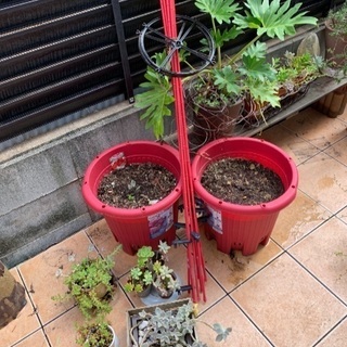 鉢植え  植物  野菜プランター まとめてお譲りします