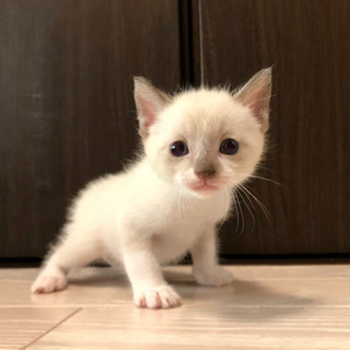 可愛いすぎる子猫たち【生後1ヶ月】