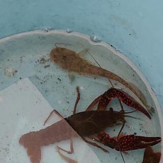 ナマズ 鯰 その２🦞