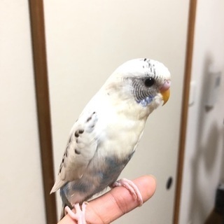 セキセイインコ2匹です。
