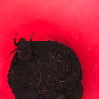 カブトムシ ♂♀の画像