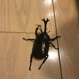 カブトムシ ♂♀