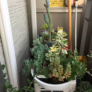 多肉植物  沢山の種類  色々  決定しました