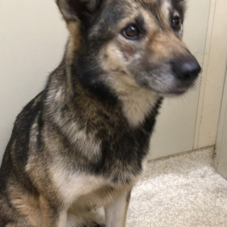 保健所からレスキュー❗️小柄な中型🐶右後ろ脚先欠損の臆病な女の子...
