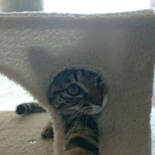 里親募集です