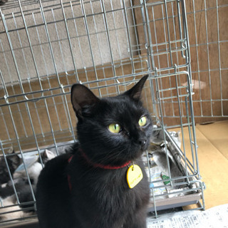 子猫の里親になって下さい